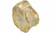 Sauropod Dinosaur (Duriatitan) Vertebra - England #209565-3